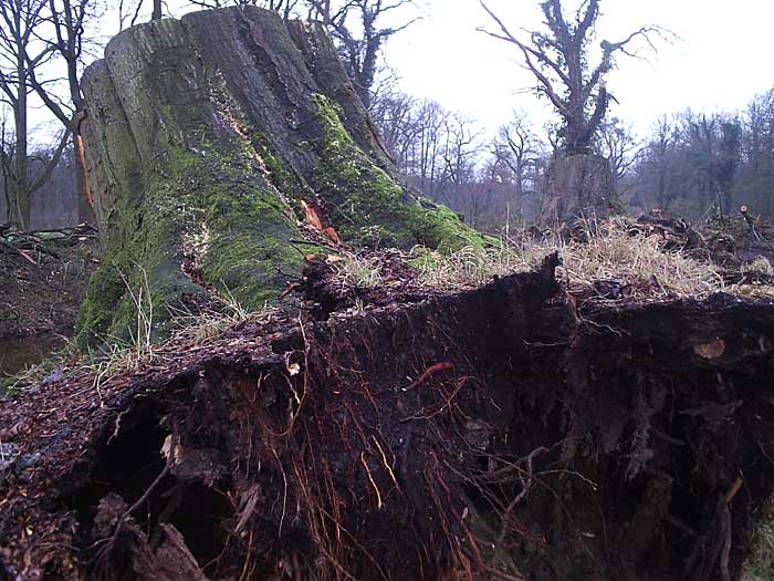 Stormschade in Twickel